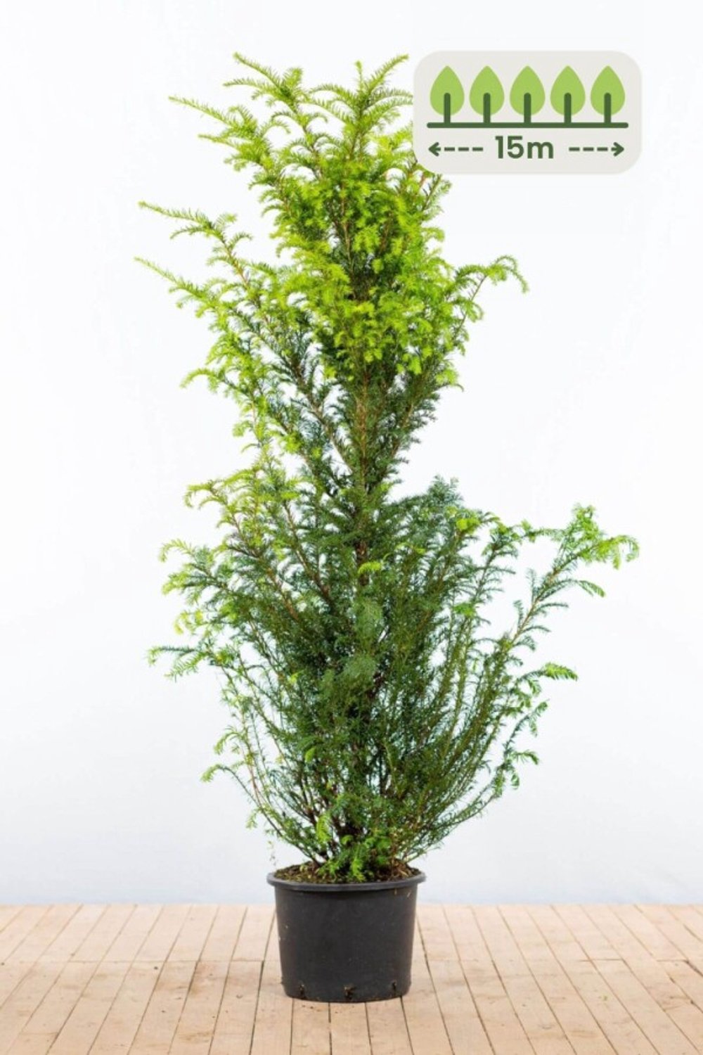 Taxus Baccata 160-180 cm voor 15 meter - 30st. Taxus baccata