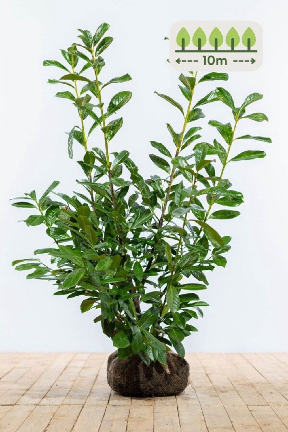 Laurier 'Novita' 100-125 cm voor 10 meter - 25st. Prunus laurocerasus 'Novita'