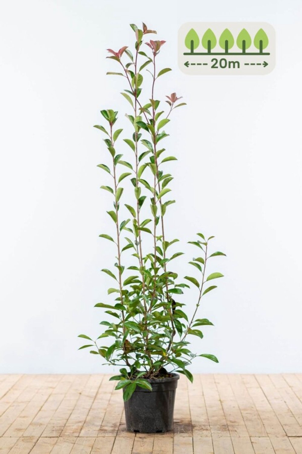 Photinia fraseri 'Red Robin' 125-150 cm voor 20 meter - 40st. Photinia fraseri 'Red Robin'
