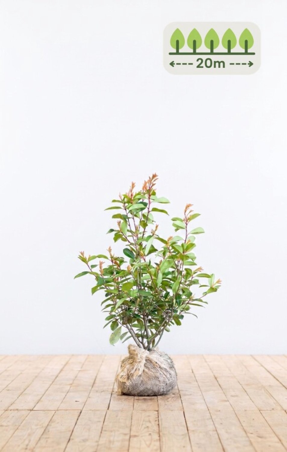 Photinia fraseri 'Red Robin' 60-80 cm voor 20 meter - 60st. Photinia fraseri 'Red Robin'