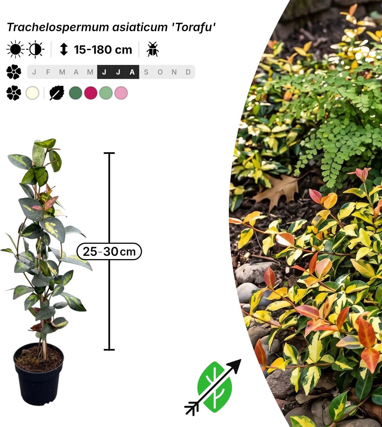 Singleplants - 12x Trachelospermum asiaticum 'Torafu' - Pot P9,5 - klimplant - winterhard tot -15°C