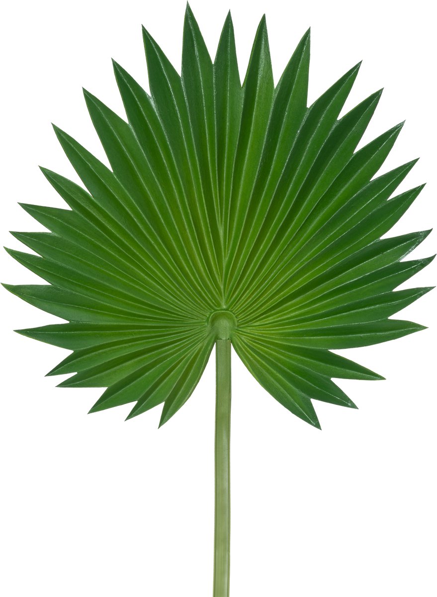 Easyplants | Kunstblad Washingtonia 73cm | Zijde | Nepbloemen | groen | Onderhoudsvrij | Kant-en-klaar