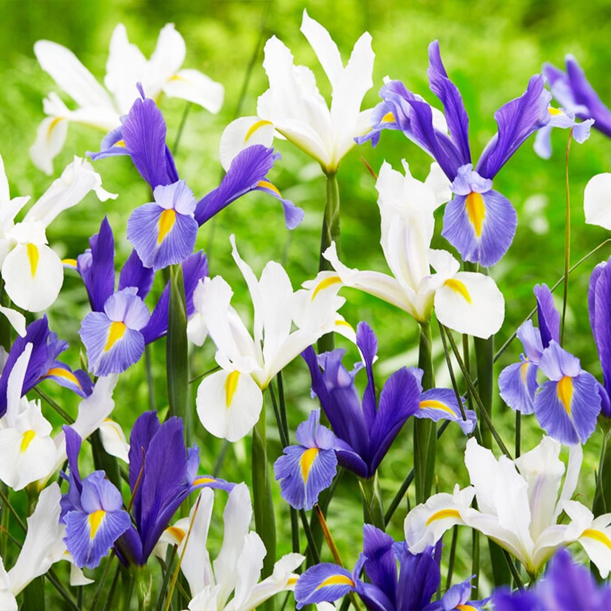 Iris Bloembollen Winterhard - Blue Paradise Mix - 50 stuks - Blauw - Bloem bollen - Meerjarig Mix