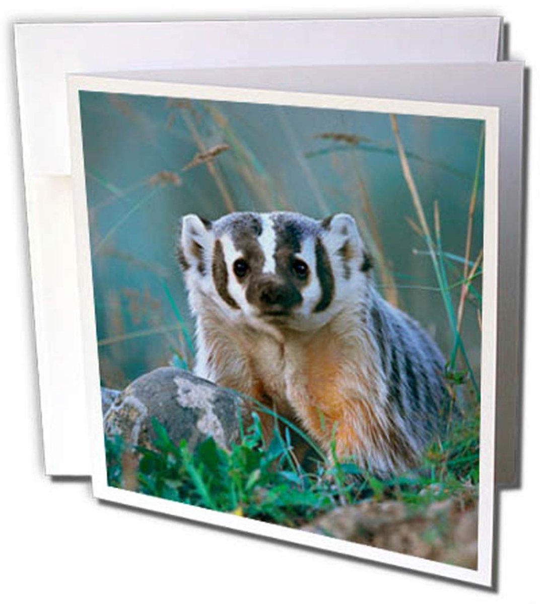 SnelShoppen - 12 Wenskaarten Daks Taxidea Taxus Montana USA 15x15 cm, Creatieve Kaarten voor Feestdagen, Verjaardagen, en Speciale Gelegenheden