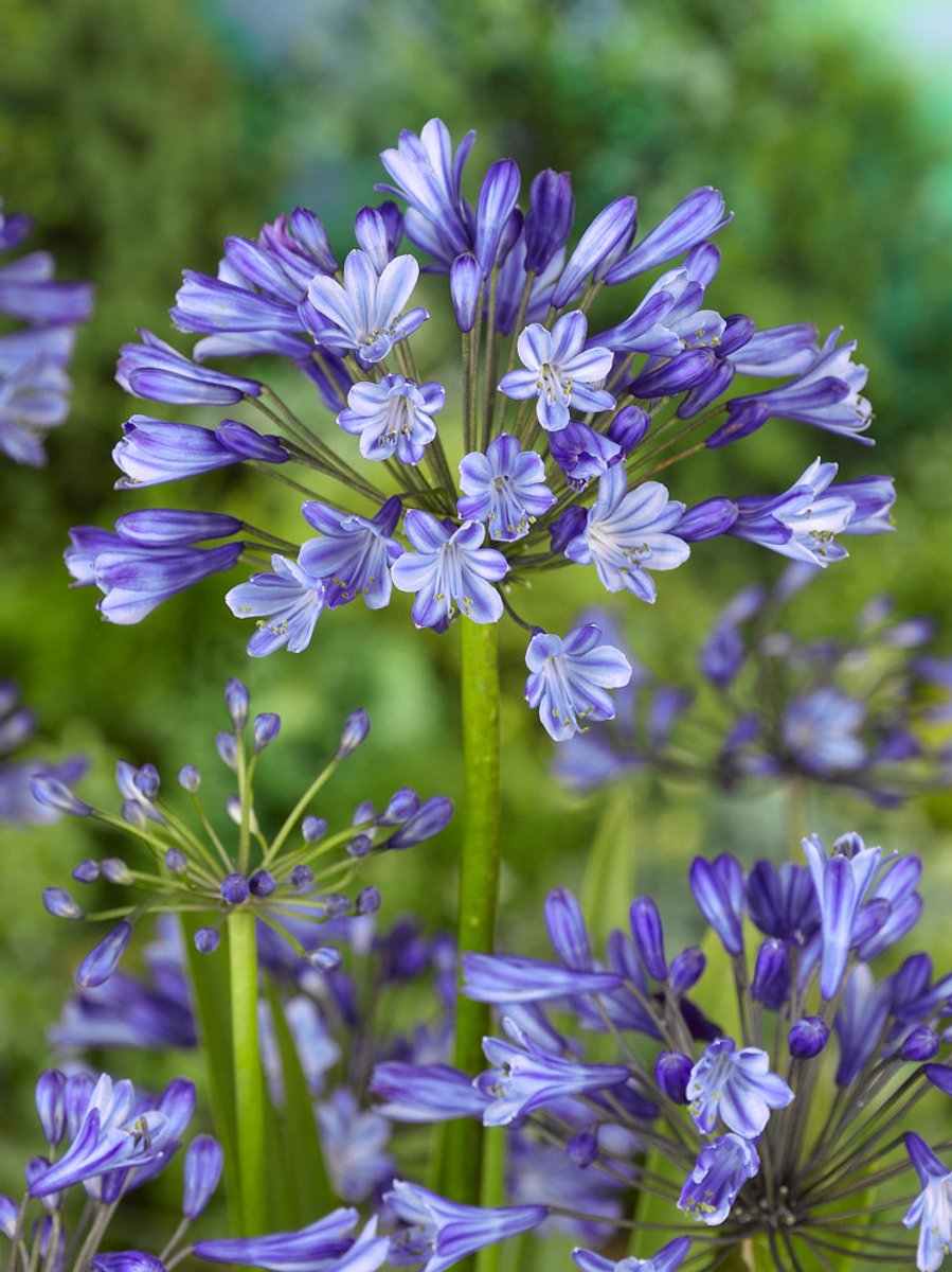 5x Afrikaanse lelie 'Agapanthus africanus dr. brouwer' - BULBi® Bloembollen met bloeigarantie