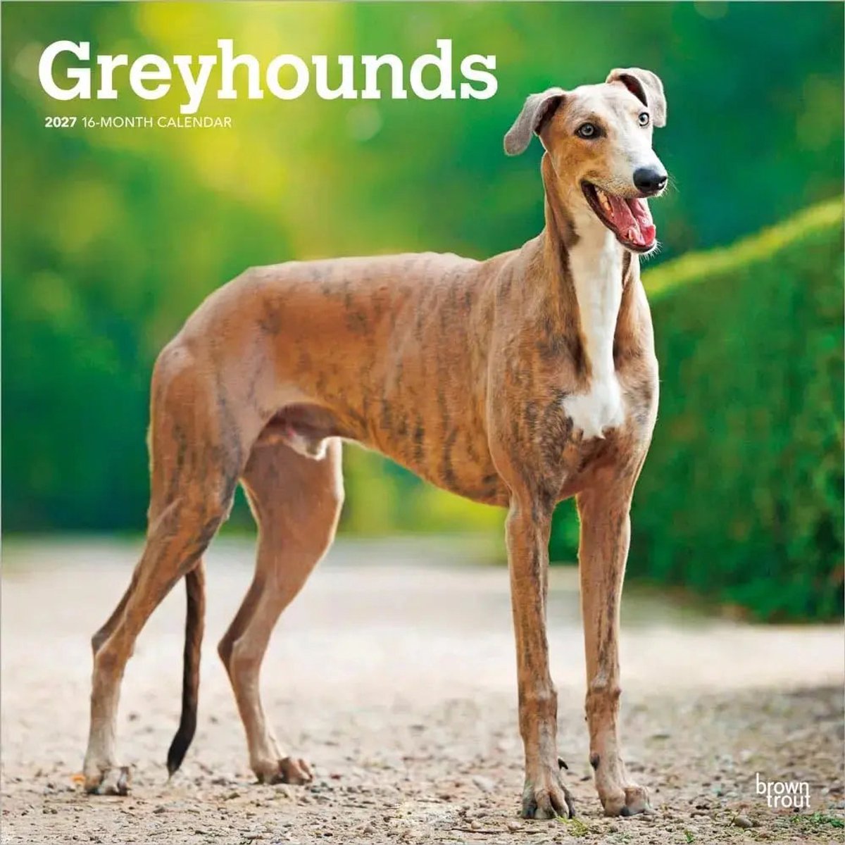 Greyhound Kalender 2027