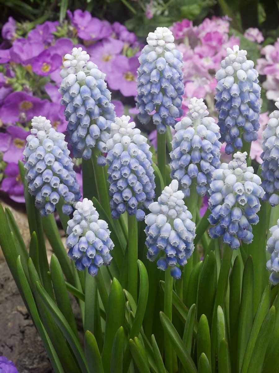 50x Blauwe druifjes 'Muscari ocean magic aucheri' - BULBi® Bloembollen met bloeigarantie