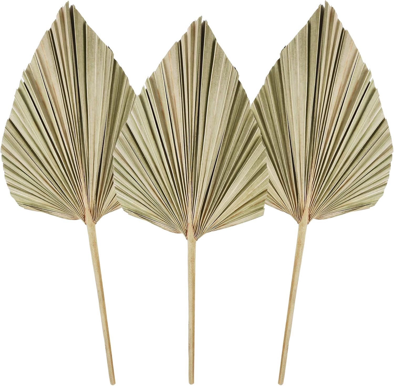 Dried palm leaves 3pcs - natuurlijke palmbladeren - boho decoratie - perfect voor huis en feest - ShopVlot