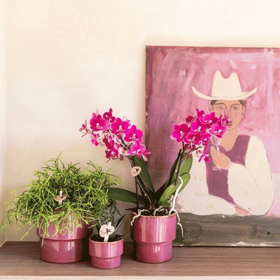 Paarse orchideeën in roze potten naast een schilderij van een persoon met een witte hoed.