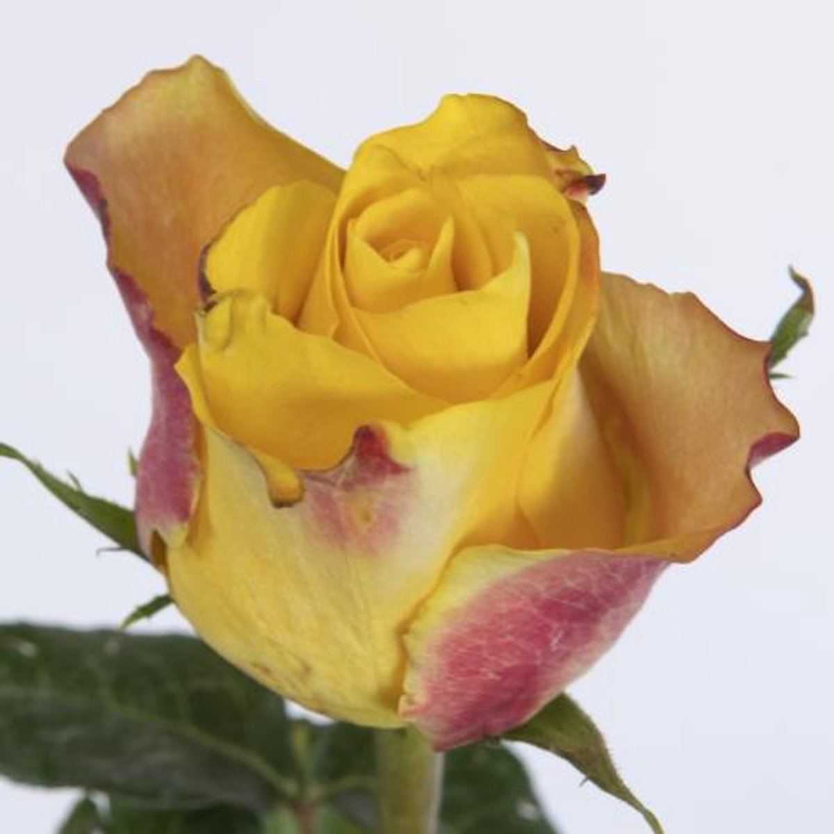 20x Rosa downtown! 30cm