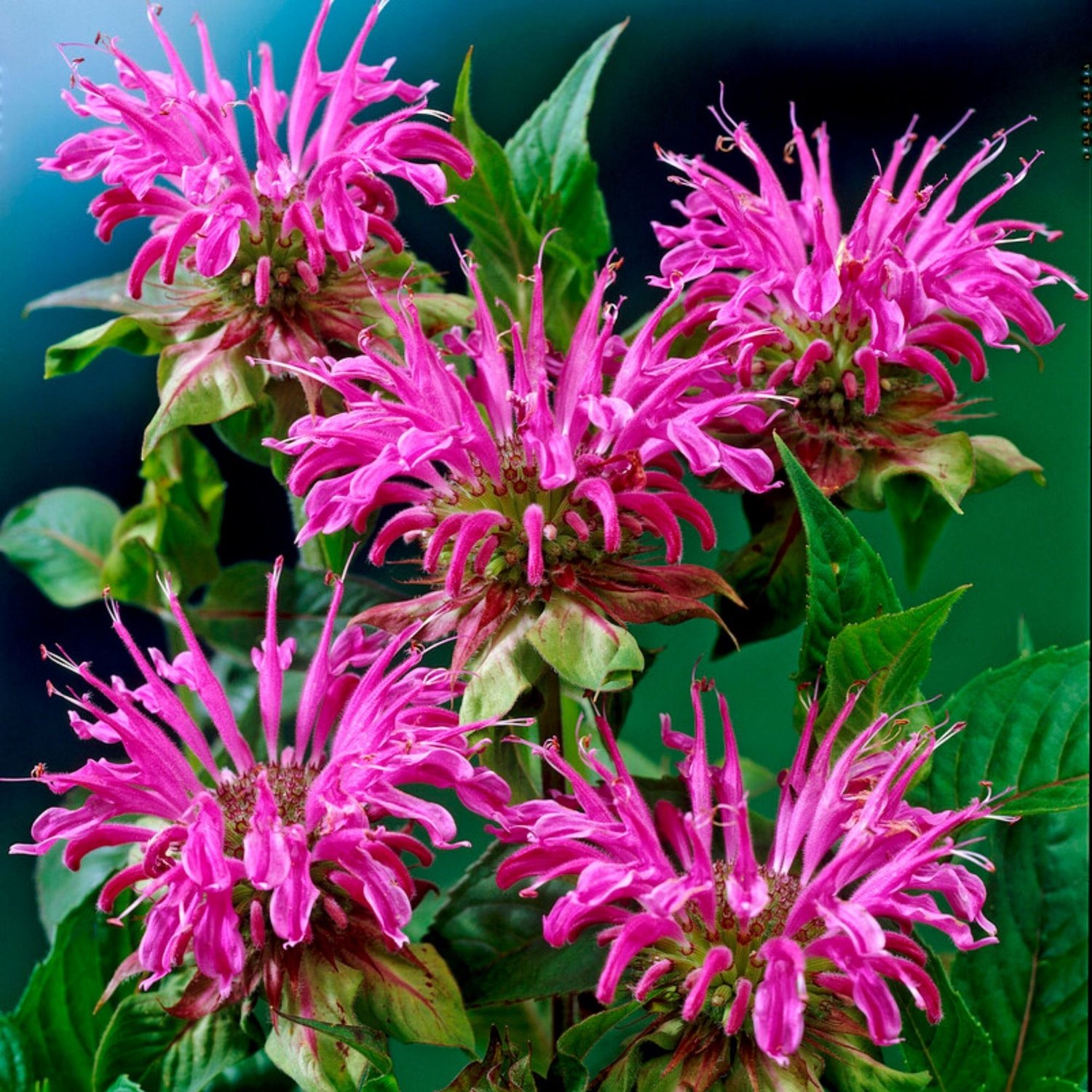 Prairienacht bergamot (Monarda Prarienacht) - Bergamotplant Prärienacht - Monarda - Vaste planten - Bijen-Vlinders - Geurend - Zomerbollen