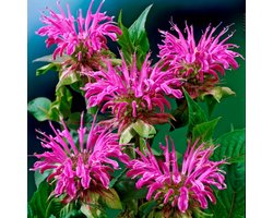 Prairienacht bergamot (Monarda Prarienacht) - Bergamotplant Prärienacht - Monarda - Vaste planten - Bijen-Vlinders - Geurend - Zomerbollen