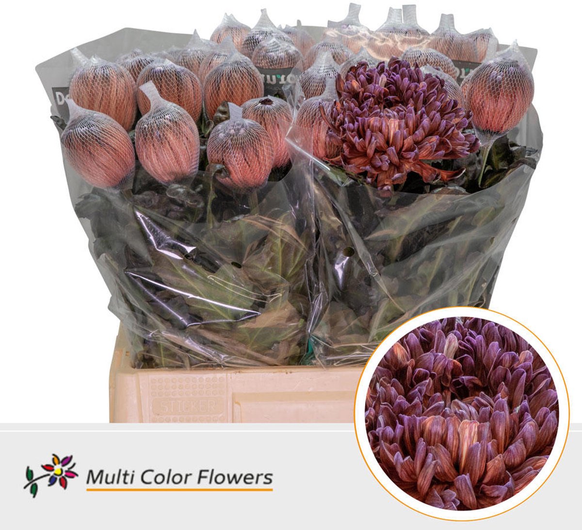 10x Chrysant antonov brown 70cm