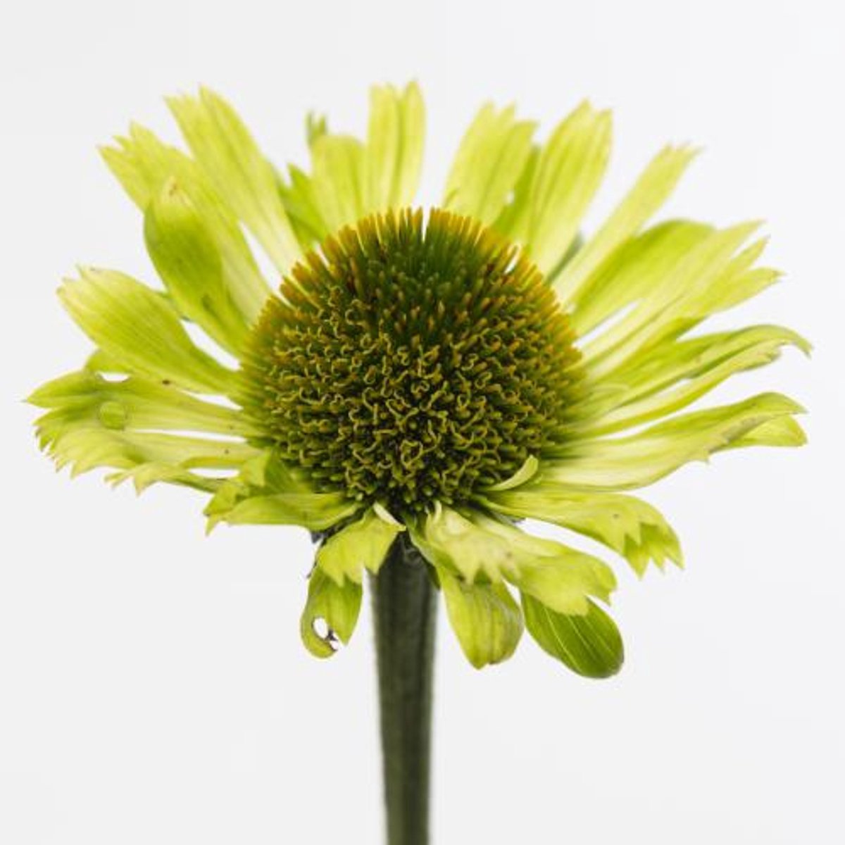 20x Echinacea green jewel 40cm
