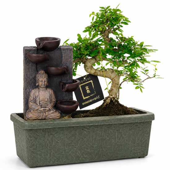 vdvelde.com - Bonsai boom S-vormig ca. 10 jaar met Boeddha waterval - Compleetset met easy-care watersysteem - Indoor kamerplant - Cadeau set