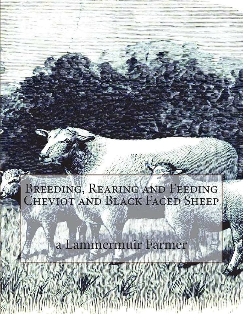 Feeding Cheviot and Black Faced Sheep