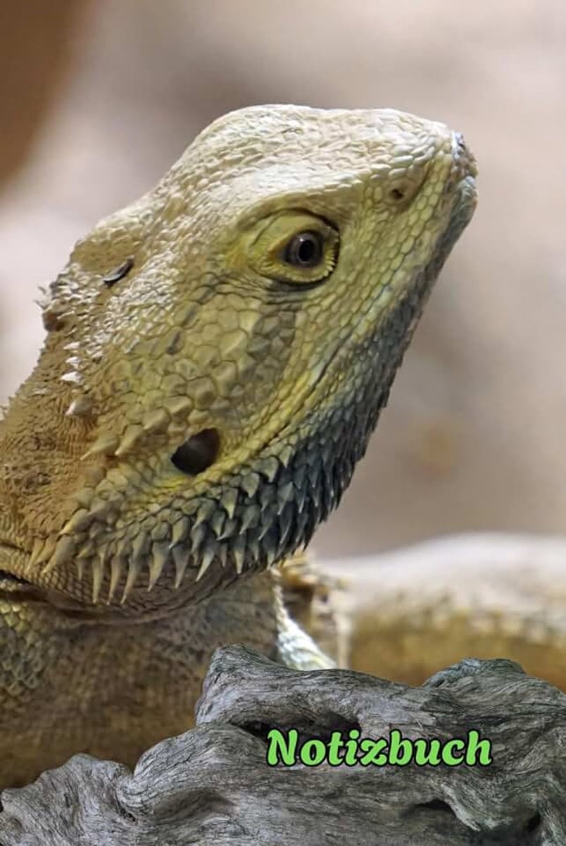Notizbuch Amphibien Taschenbuch Echsen Leguane Fotoalbum Geckos Frosch Kröten Unken Hobbyzüchter Geschenkidee Warane Eidechsen Zeichenbuch ... Tagebuch Molche Notizheft Geschenkbuch 02B21