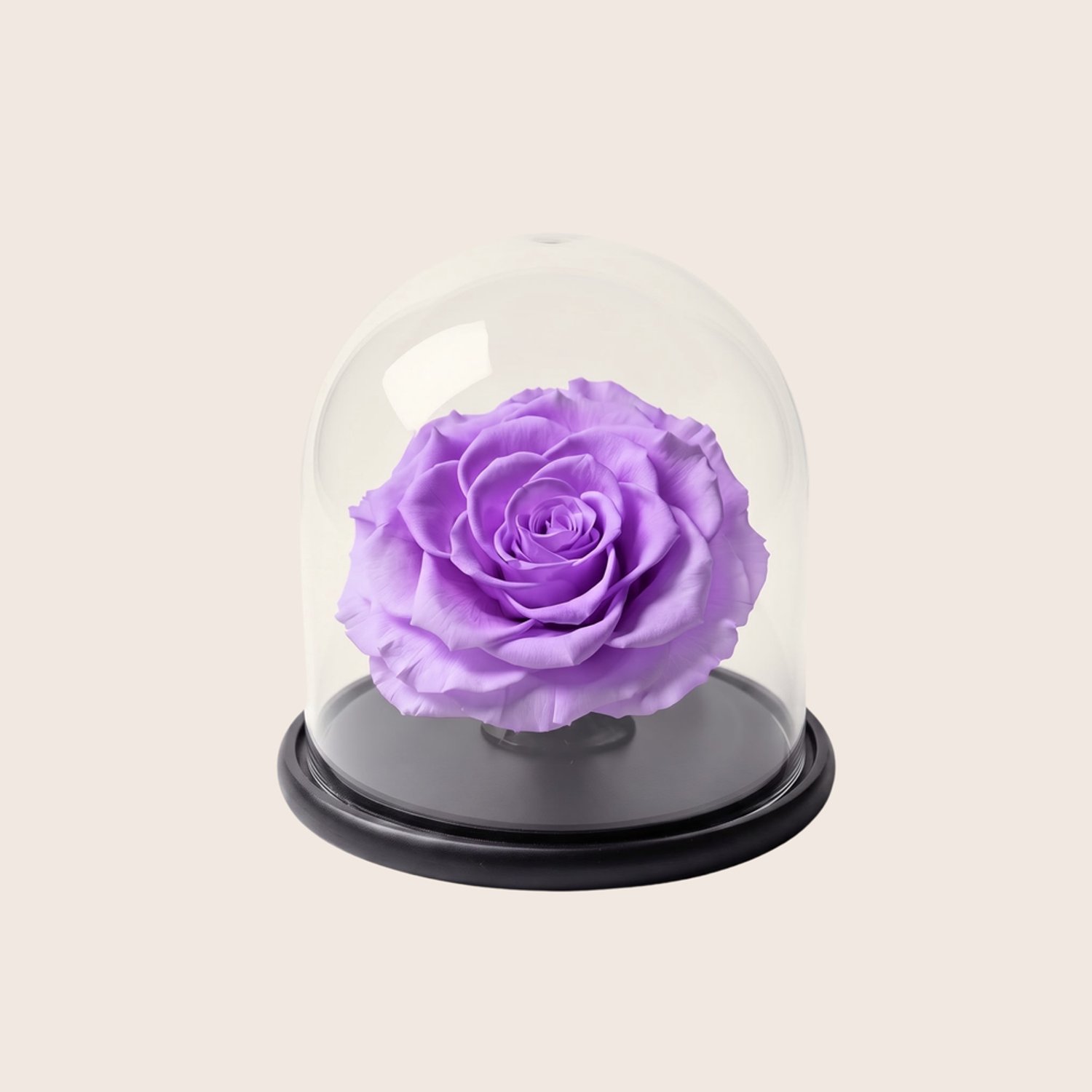 Charle Roses Dome Bonita - Echte houdbare rozenkop onder glazen stolp - 13,5 cm - Lavender Mist lavendelpaars - in cadeauverpakking