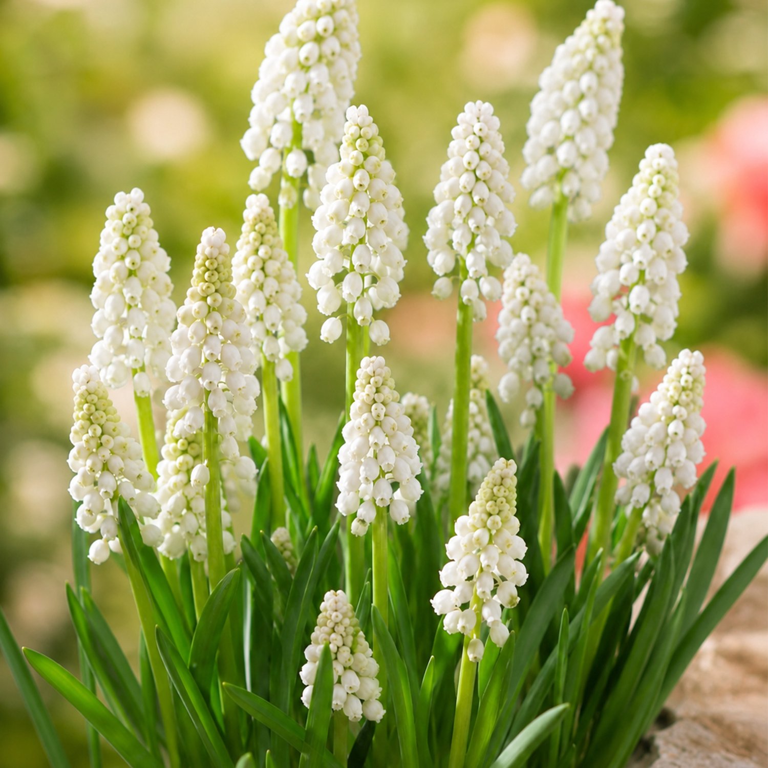 Muscari White Magic Aucheri 20 stuks – Witte Blauwe Druifjes – 15-25 cm – Voorjaarsbloeier – Met Juten Zakje, Schepje en Plantinstructie