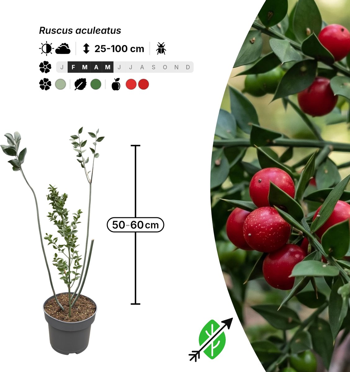 Singleplants - 4x Ruscus aculeatus - Pot C5 - bodembedekker - winterhard tot -15°C
