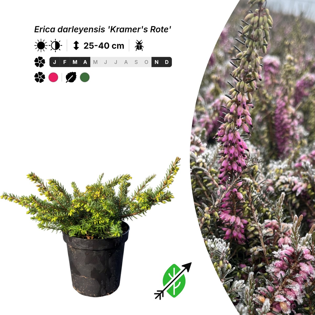 Singleplants - 10x Erica darleyensis 'Kramer's Rote' - Pot P9,5 - bodembedekker - winterhard tot -23°C