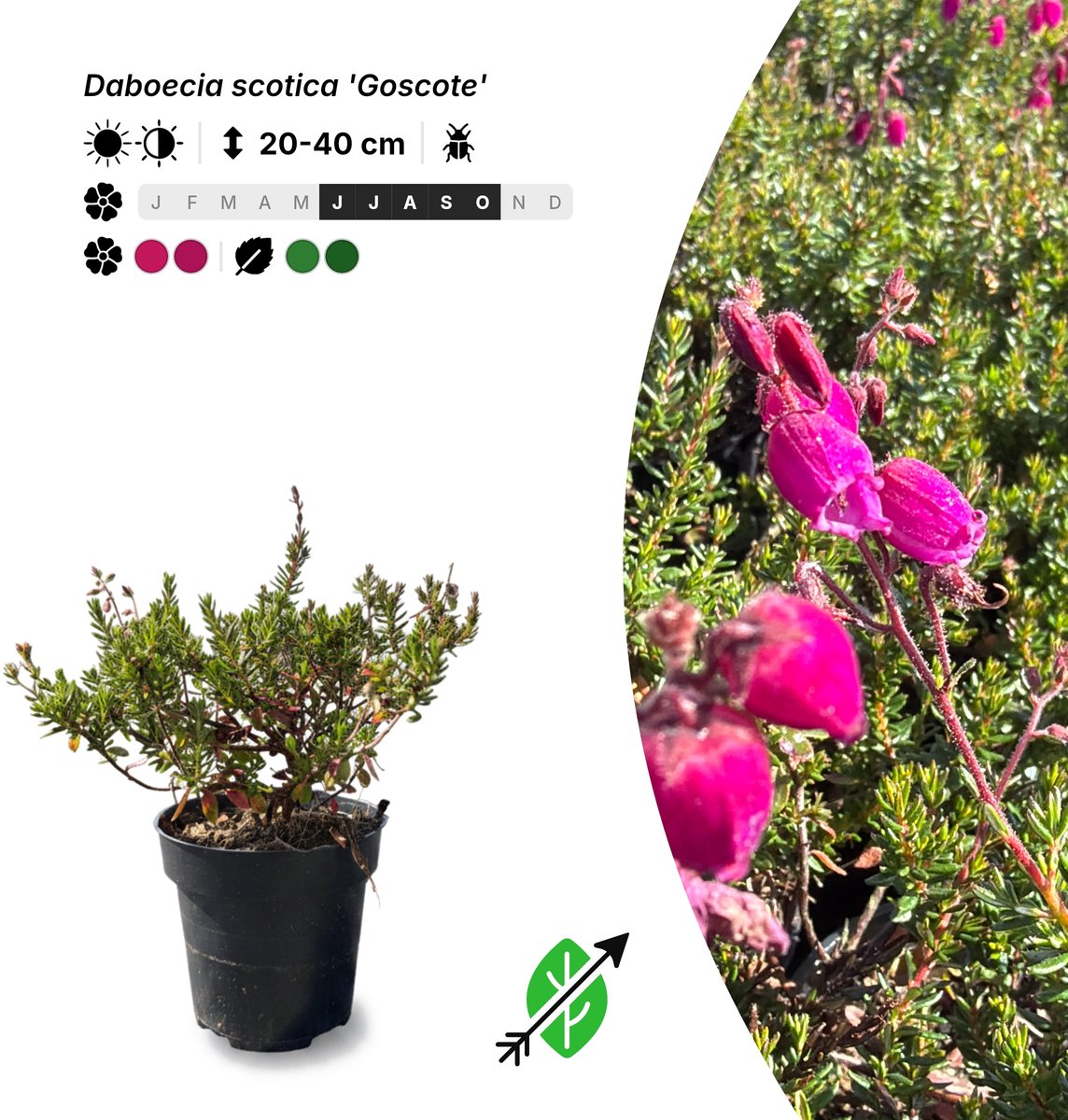 Singleplants - 10x Daboecia scotica 'Goscote' - Pot P9,5 - bodembedekker - in bloeiperiode