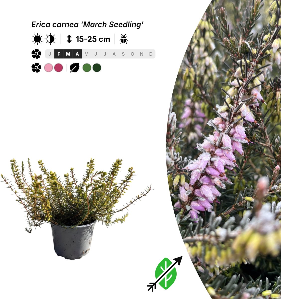 Singleplants - 10x Erica carnea 'March Seedling' - Pot P10,5 - bodembedekker - winterhard tot -35°C