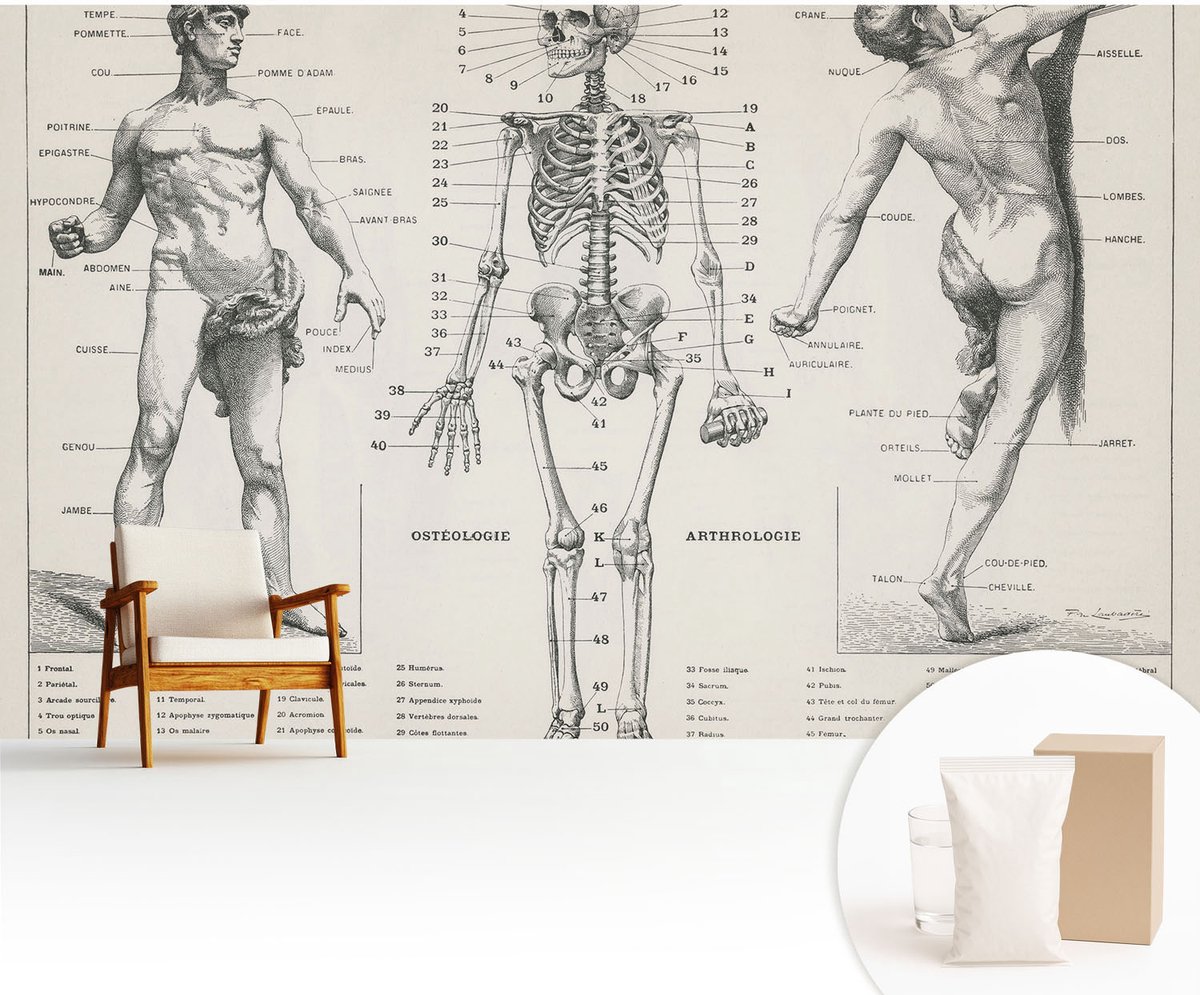 Wallfluent Fotobehang - Zwart Vliesbehang - 416x254 cm - Klassieke Anatomie Fotobehang Vlies - Hal behang Anatomie - Muurschildering - Woonkamer behang