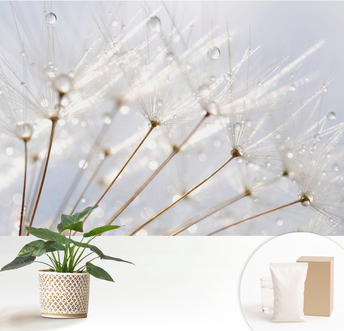 Wallfluent Fotobehang - Wit Vliesbehang - 152x104 cm - Roze Paardenbloem Fotobehang Vlies - Woonkamer behang Bloemen En Planten - Muurschildering - Hal behang