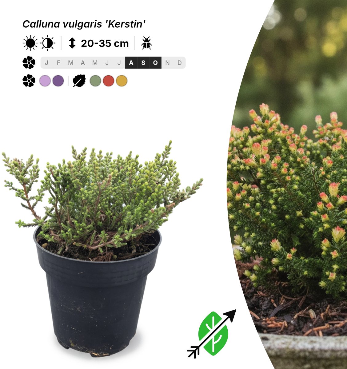 Singleplants - 10x Calluna vulgaris 'Kerstin' - Pot P9,5 - bodembedekker - in bloeiperiode