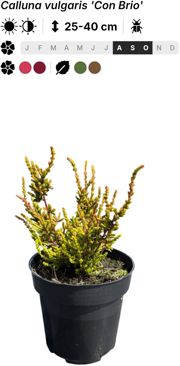 Singleplants - 6x Calluna vulgaris 'Con Brio' - Pot P9,5 - bodembedekker - in bloeiperiode