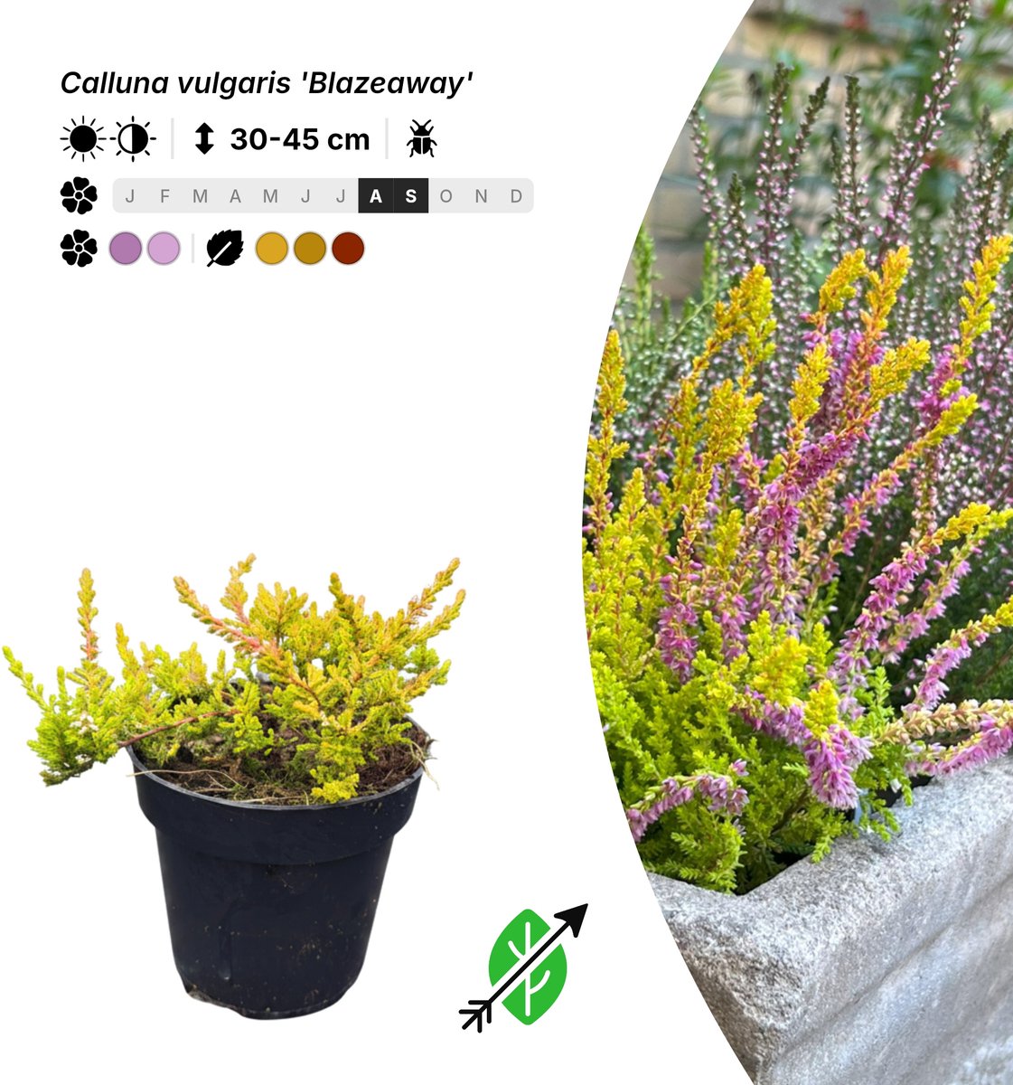 Singleplants - 20x Calluna vulgaris 'Blazeaway' - Pot P9,5 - bodembedekker - winterhard tot -30°C