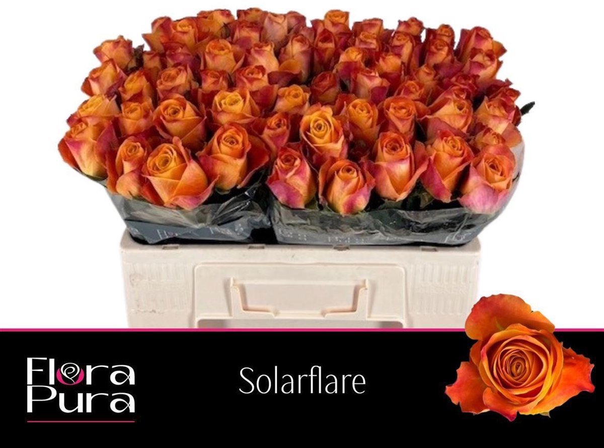 20x Rosa solarflare 50cm