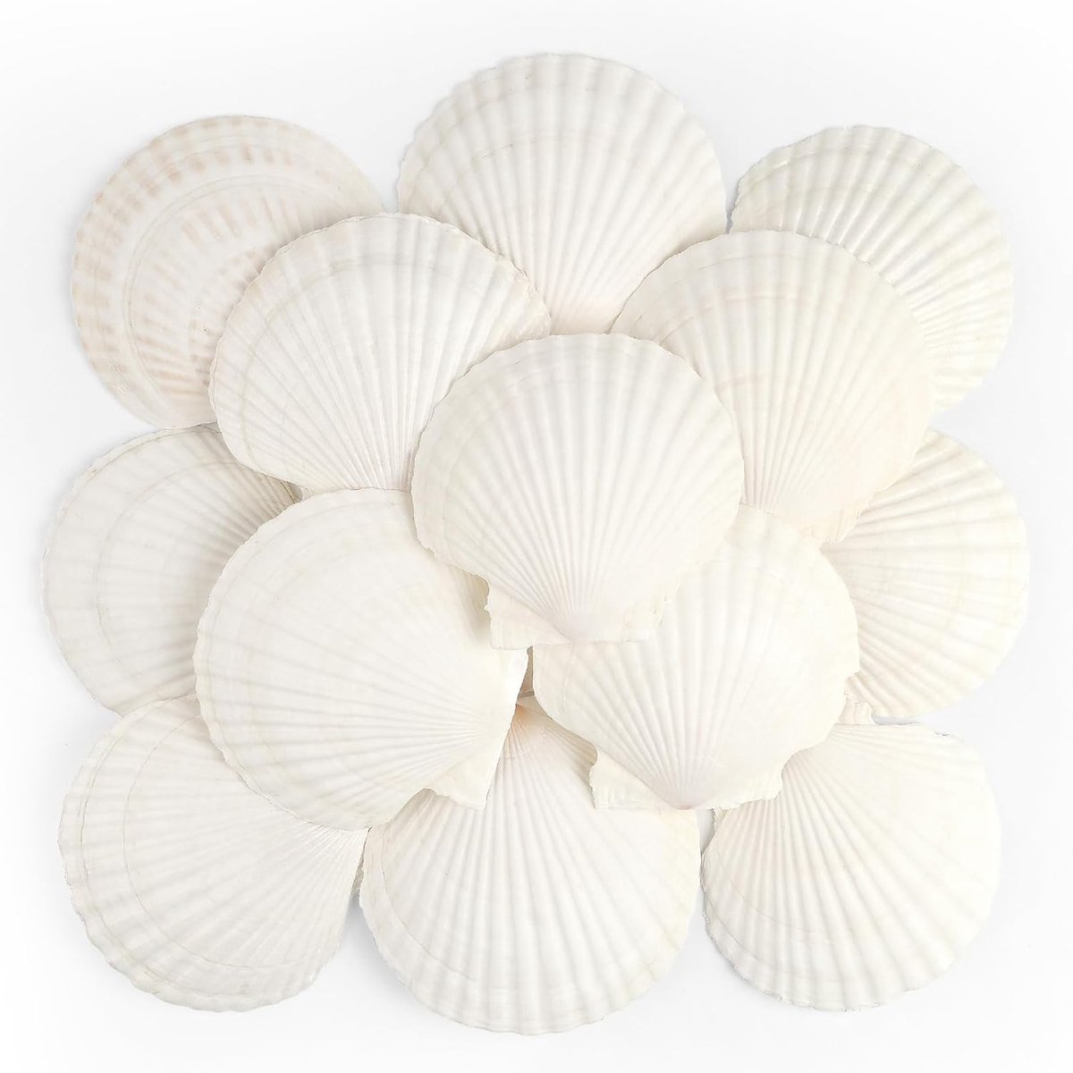 16 stuks Sint-jakobsschelpen, natuurlijke zeeschelpen, 10 cm-12 cm, witte sint-jakobsschelpen, grote zeeschelpen voor ambachten, bruiloft, decoratie, strandthemafeest, vaasvuller