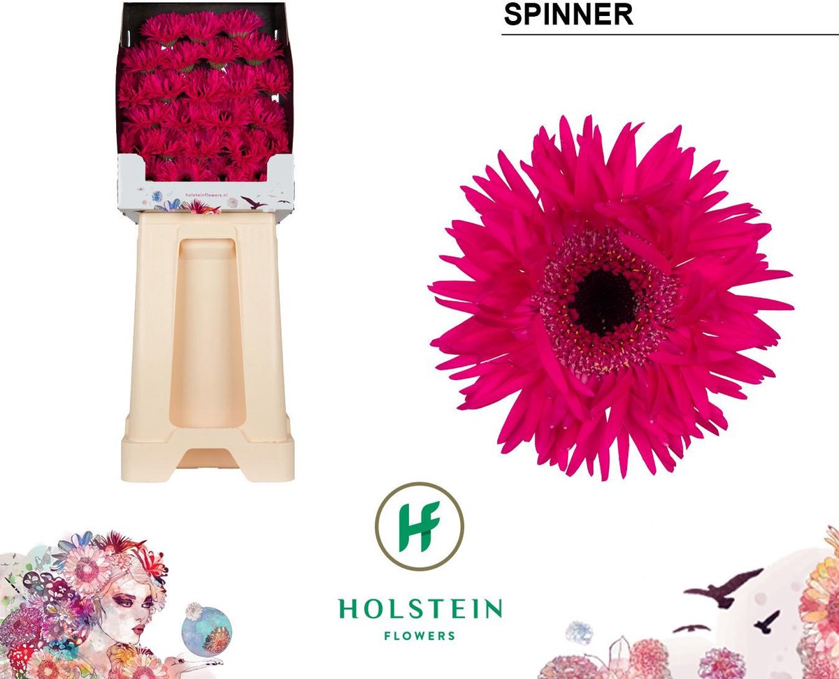 25x Germ.spinner 70cm