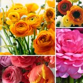 Aziatische ranonkel (Ranunculus Asiaticus) - Ranonkels Mix - Ranunculus - Bijen-Vlinders - Snijbloemen - (Ook)-Voor in huis - Zomerbollen