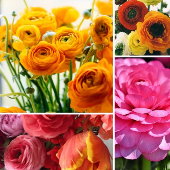 Boeket ranonkels in de kleuren oranje, geel, rood en roze. Sommige bloemen zijn vol open, andere nog in knop.