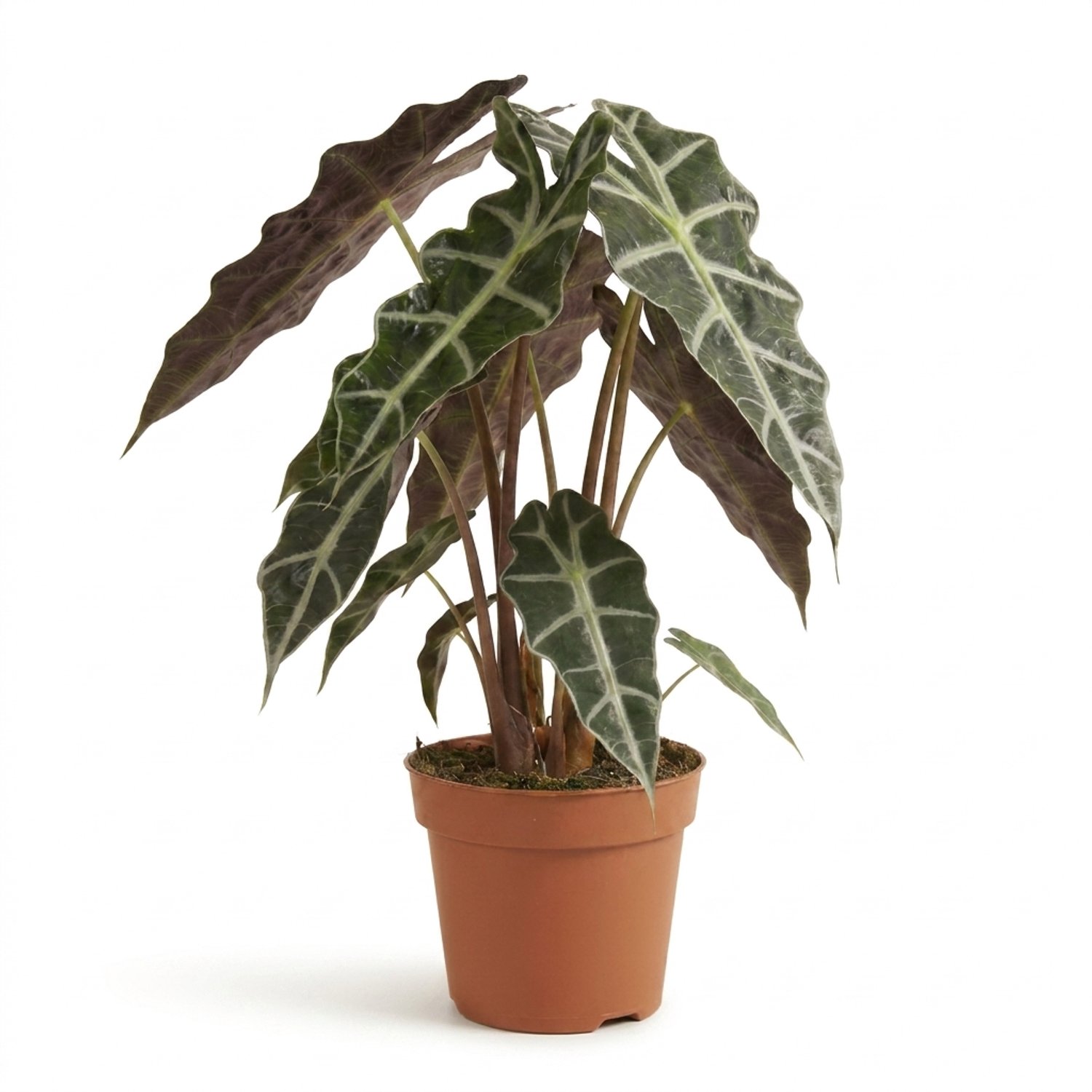 Bloomique - Alocasia Polly - Skeletplant - Bladplant - Kamerplanten - Donkergroen blad met witte nerven - Luchtzuiverend - Hoogte 40-45 cm - Pot 17 cm