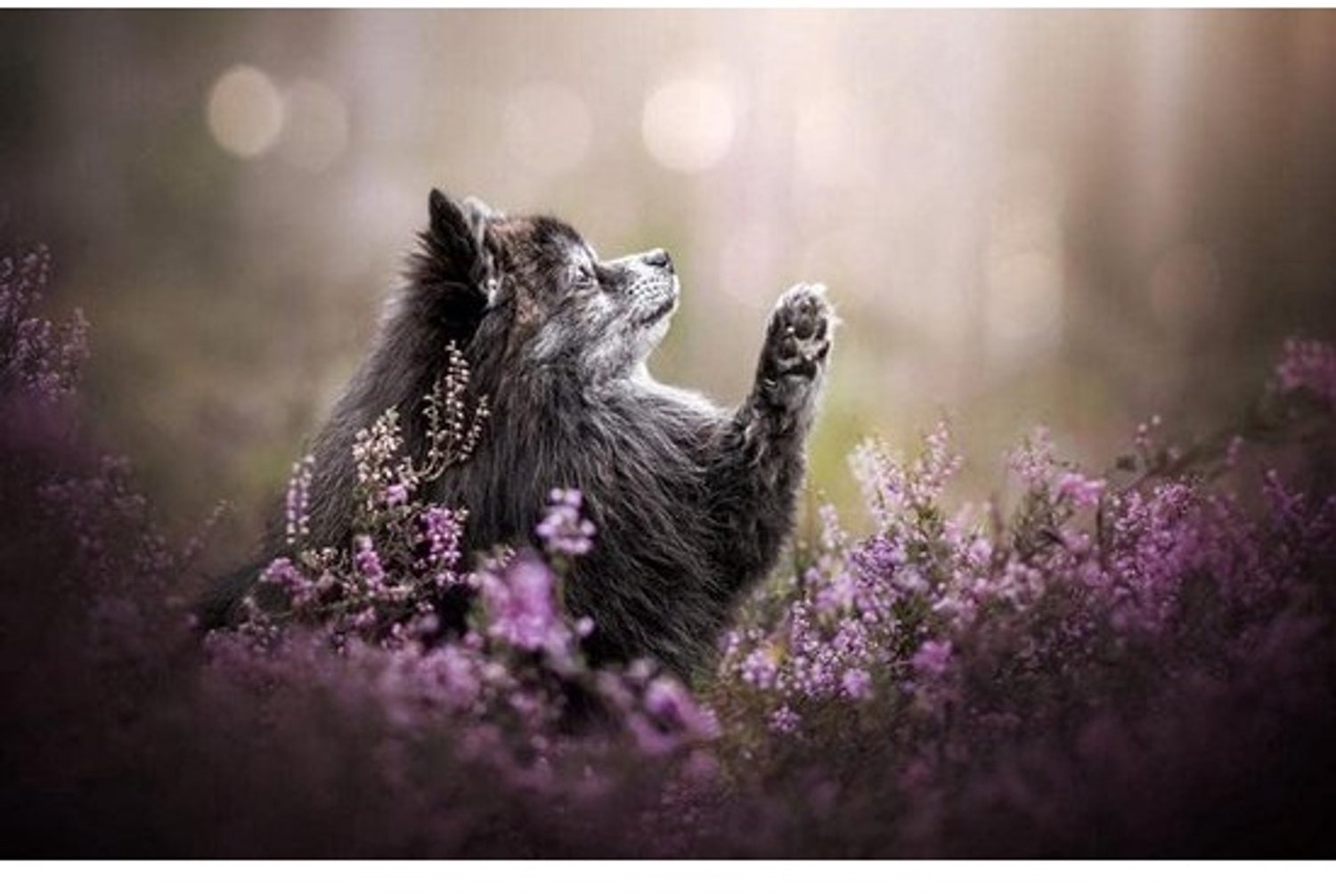 Kinderpuzzelboek - Educatief spel - Creatieve bezigheid - 1000 stukjes - Natuur en hond