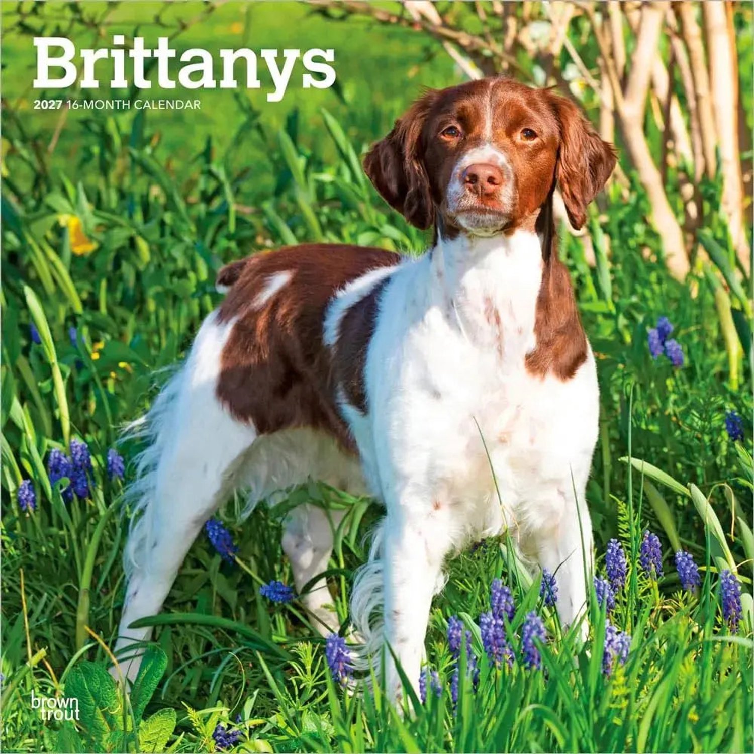 Brittany Spaniel Kalender 2027