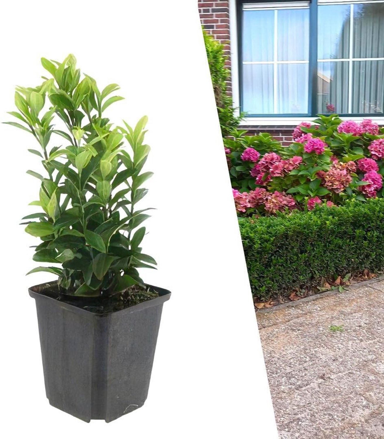 Euonymus Japonicus Green Spire - Ø 9 cm - winterhard - ideale tuinplant voor kleur - 12 stuks - Vemera