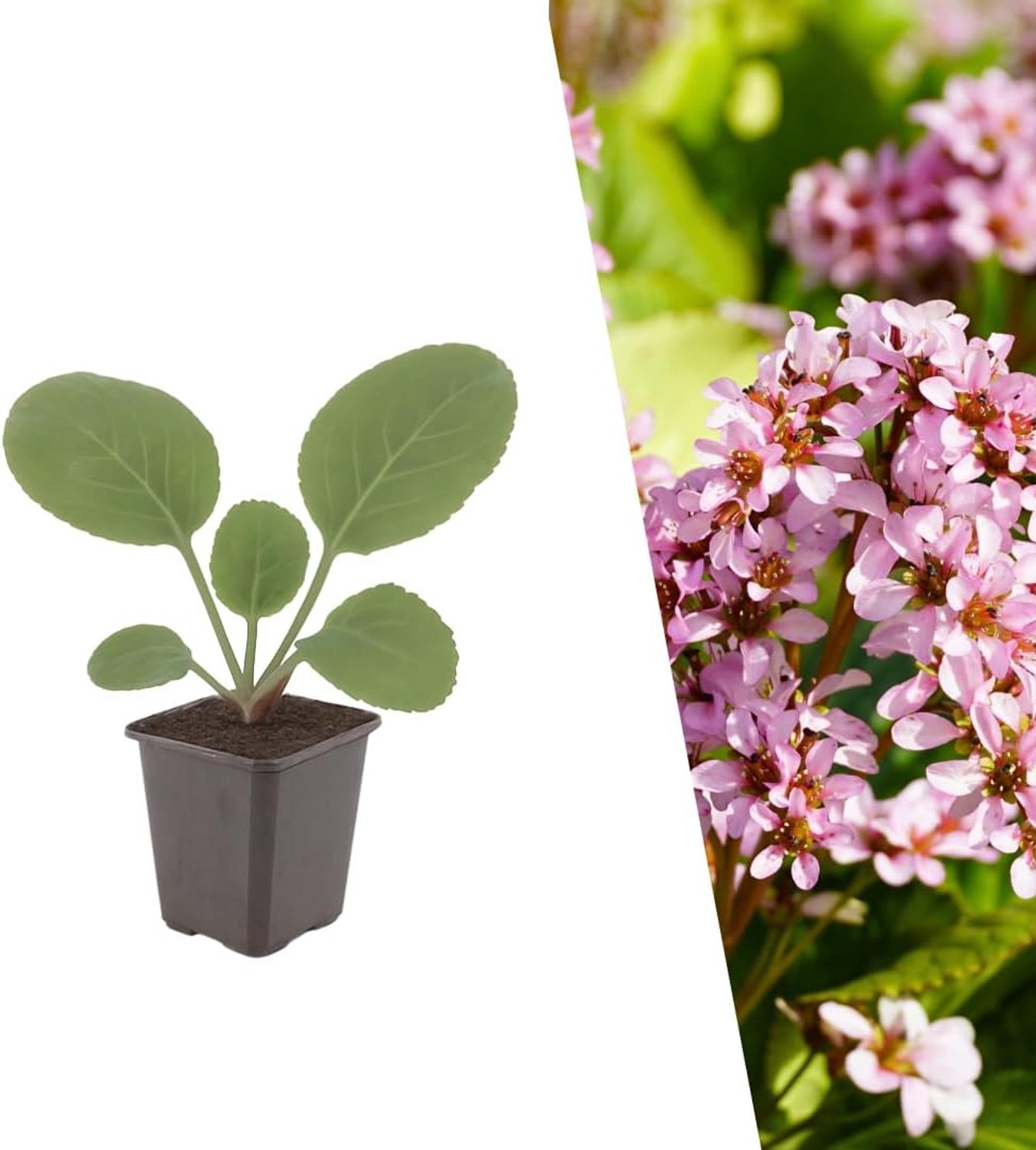 Schoenlappersplant set 6x Ø 9 cm - vaste planten - lilaroze bloemen - trekt bijen en vlinders aan - 6 stuks - Vemera