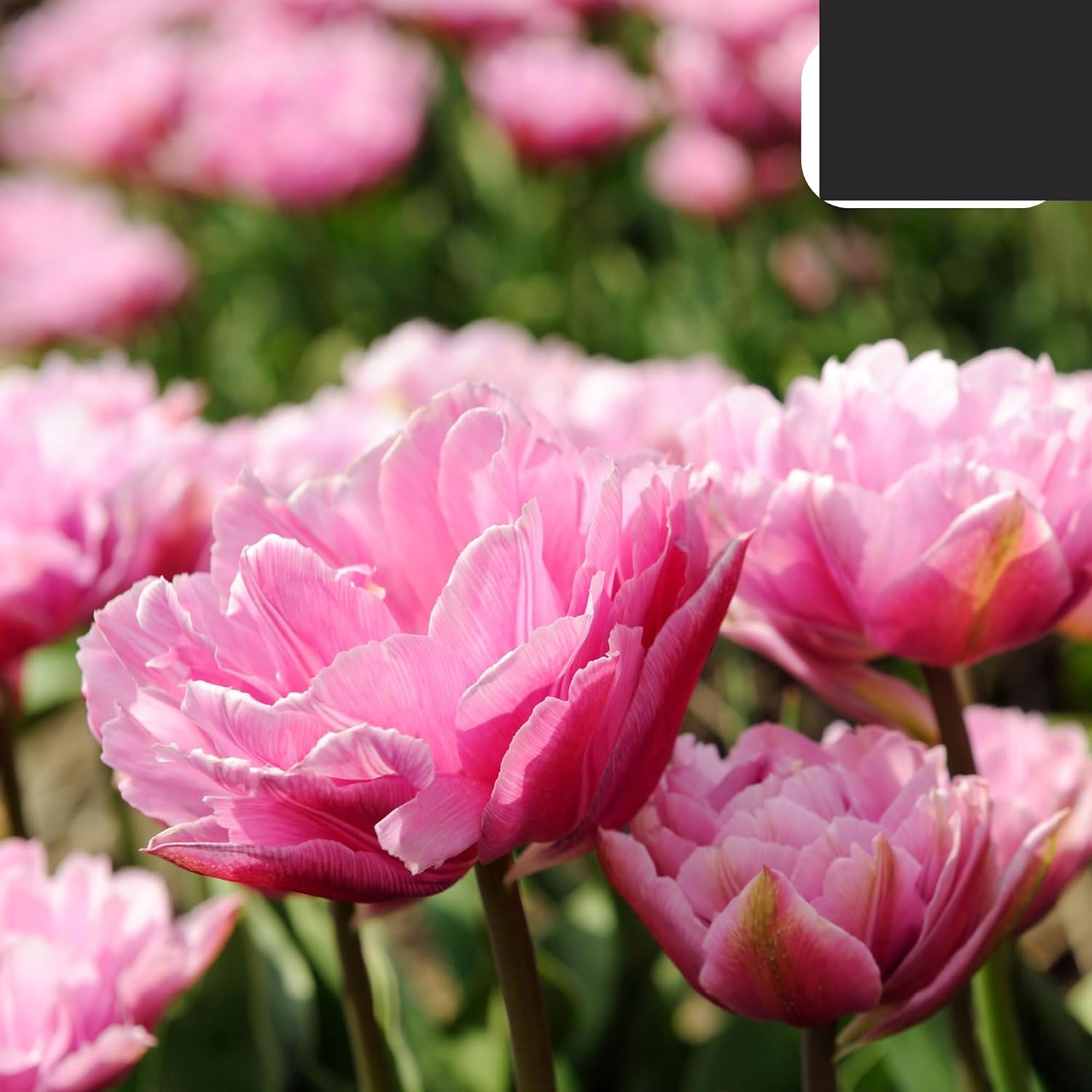 Tulpenbollen 20 stuks - 30-50cm - roze-witte dubbele pioentulp - duurzaam en biologisch gekweekt - ServiceTopper