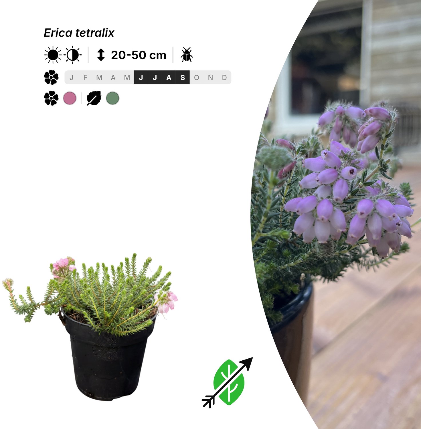 Singleplants - 20x Erica tetralix - Pot P9,5 - bodembedekker - winterhard tot -20°C