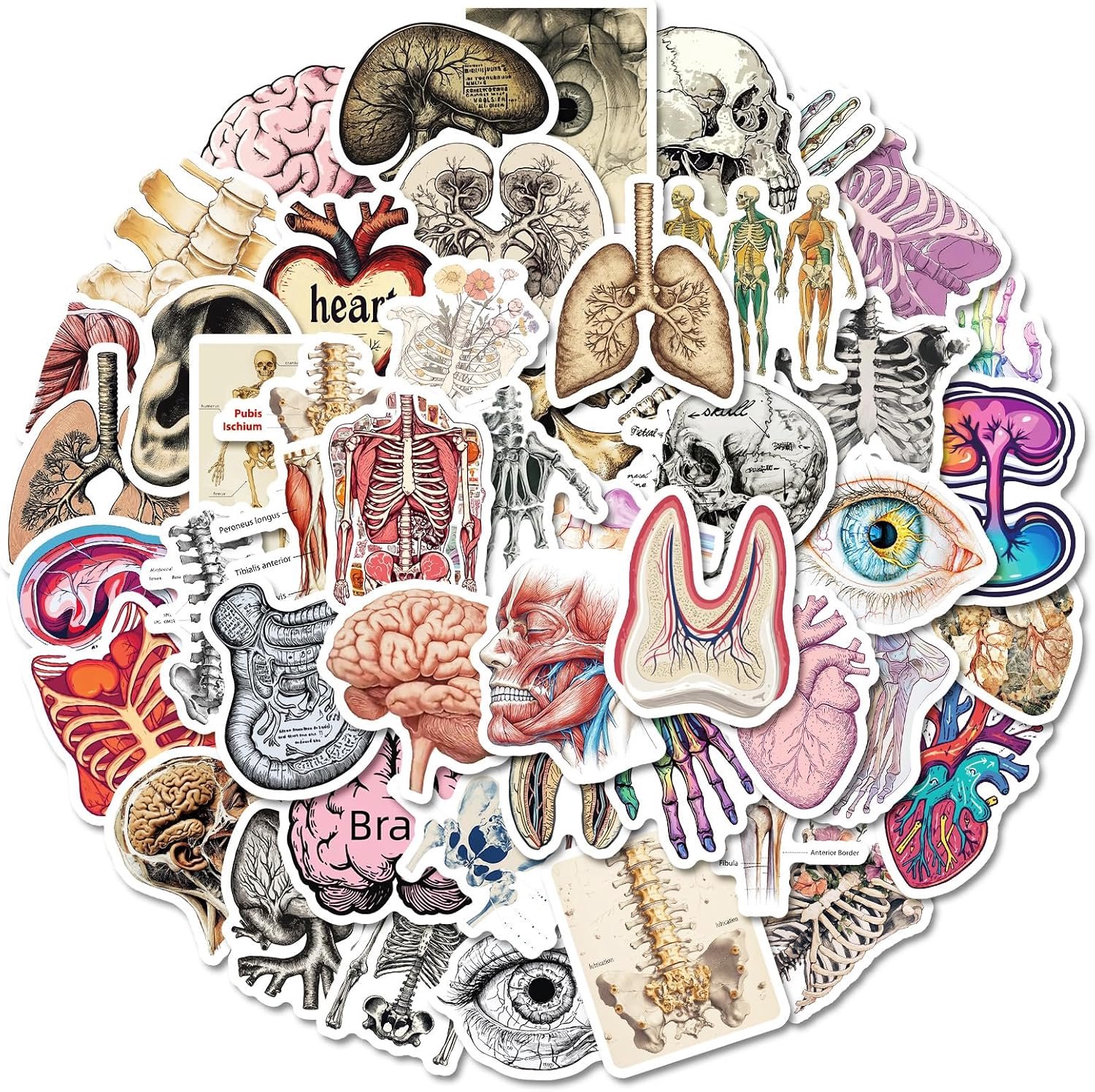50 Stuks Orgaan Anatomie Sticker, Menselijk Orgaanstickers, Educatieve Biologie Plakkers, Orgaan Illustratie Tekenen Stickers Voor Waterflessen, Koffers, Tabletslaptop, Telefoon, Gitaar, Skateboard