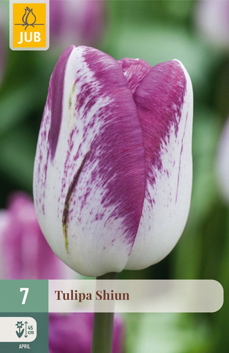 Tulipa Shiun bloembol JUB 7 stuks