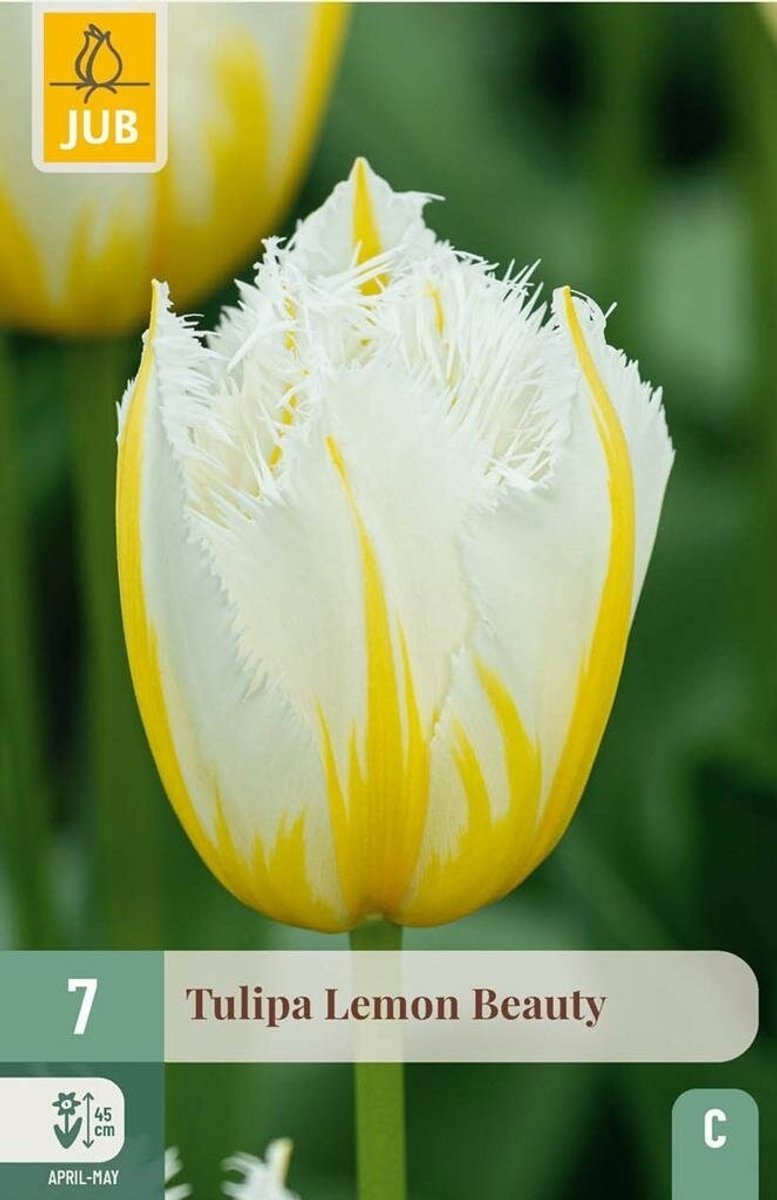 Tulipa lemon beauty 7st JUB