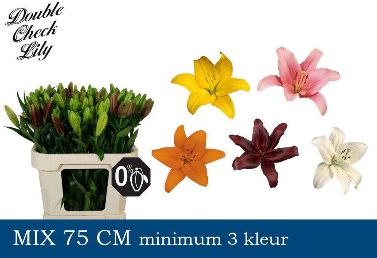60x Lil.mix var.(l-a) 70cm