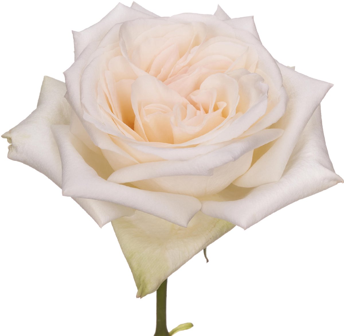 12x Rosa white o'hara 50cm