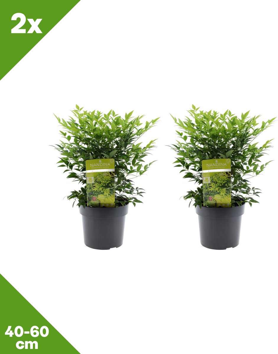 GARDENZO - 2x Nandina domestica 'Magical Lemon and Lime' (Hemelse bamboe), P19, 40-60 cm - Winterhard